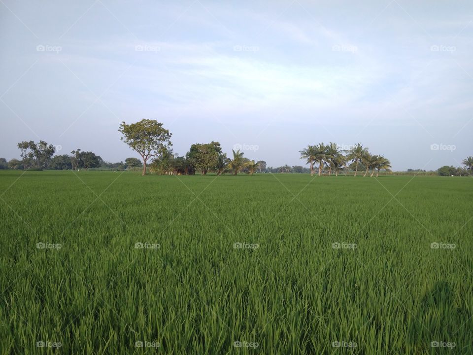 paddy land green