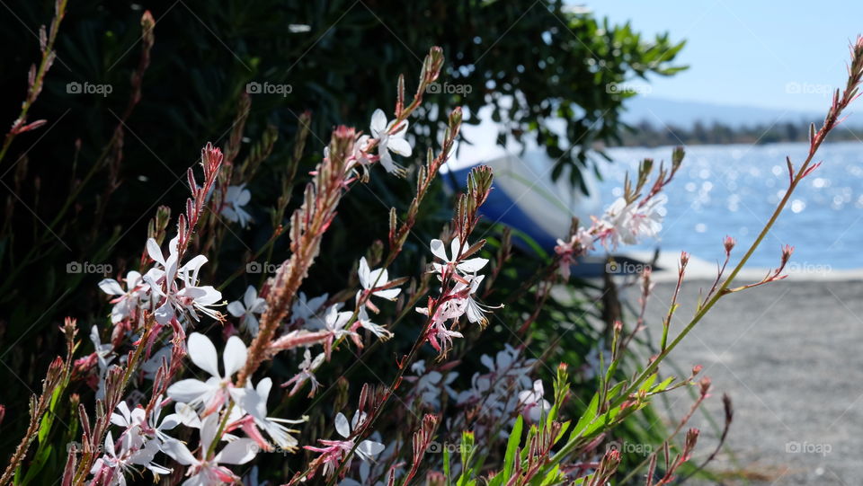 Summer Breeze, Gaura Flower