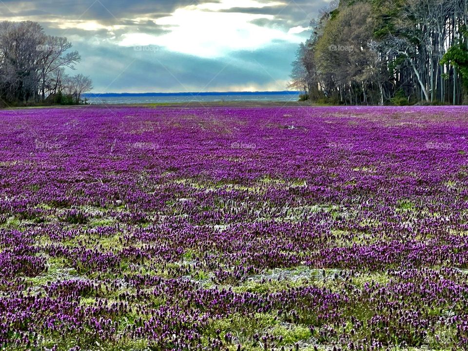 These clover filled fields add a pop of color and beauty as spring storms roll past on the Chesapeake Bay behind them.  