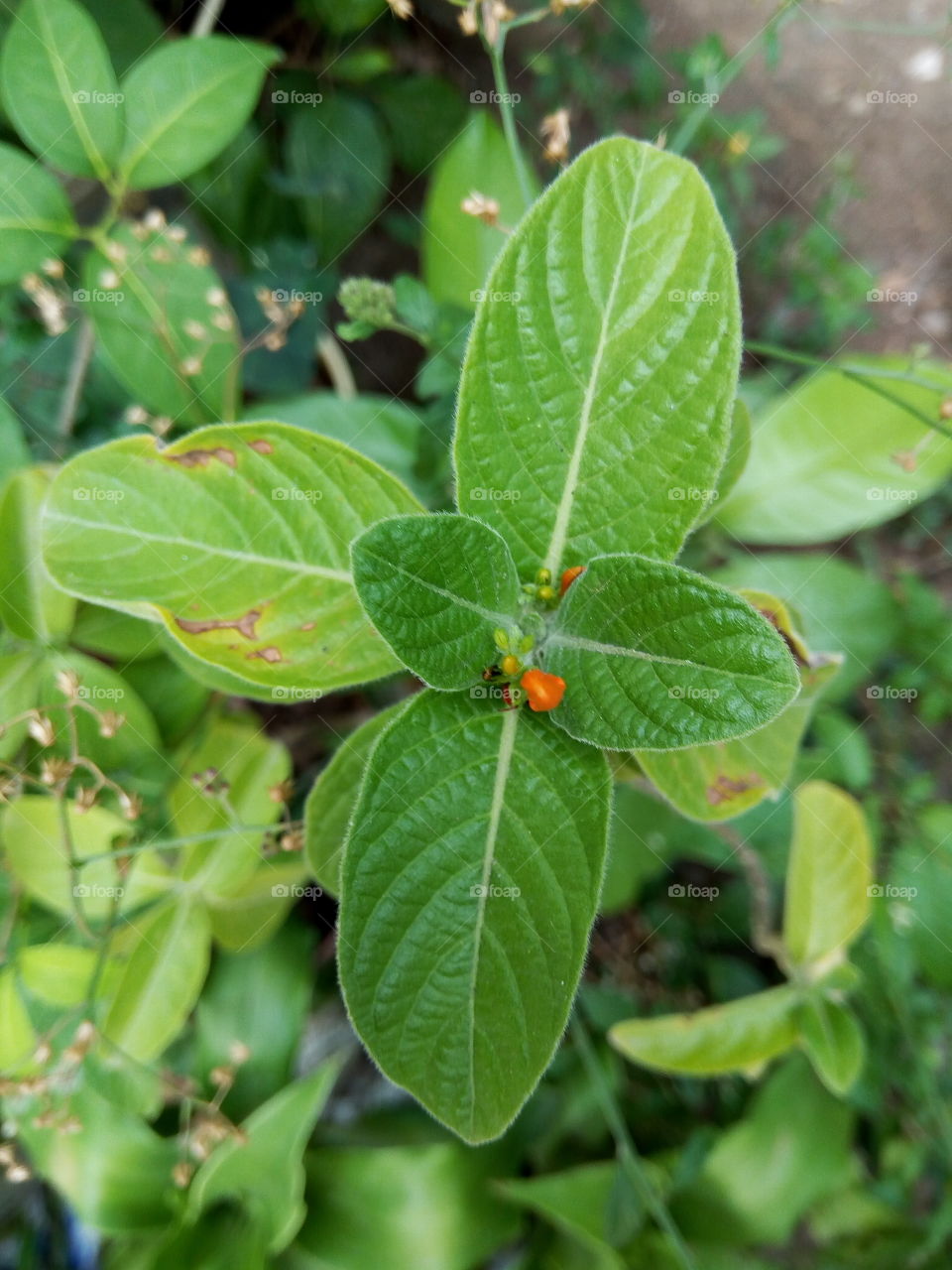 Leaf, Nature, No Person, Flora, Growth