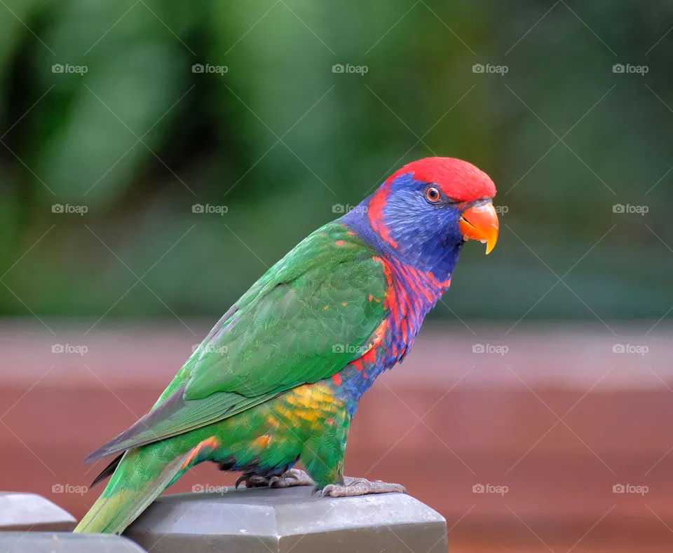 Sweet green Bird