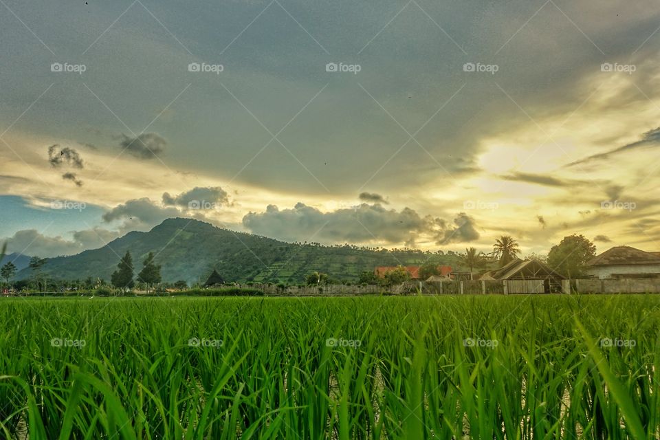 Lombok ricefield