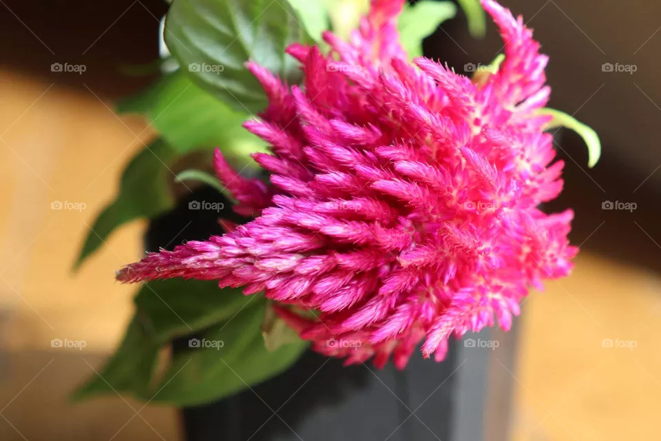 pink flower