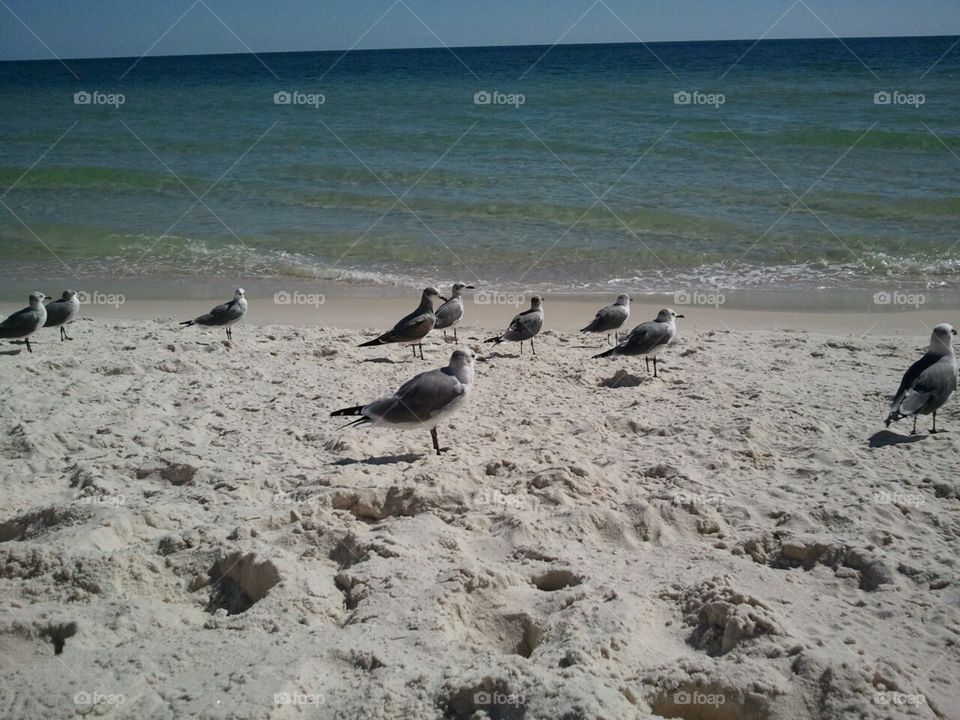 Seagulls