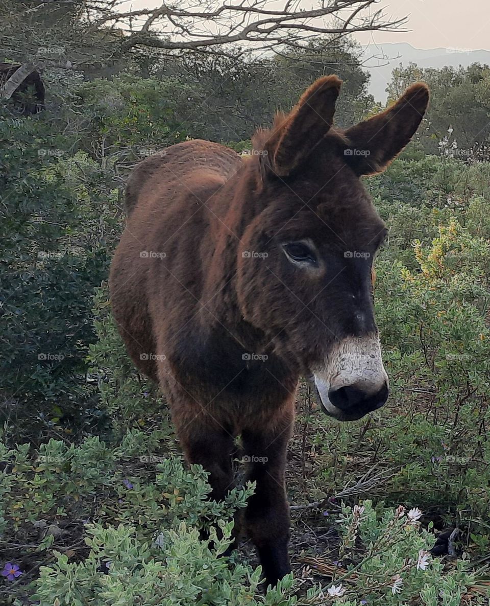 brown donkey standing alone at the countryside