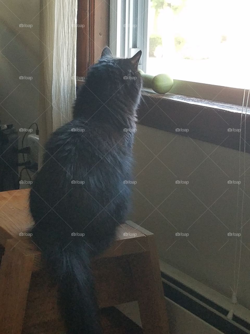 Cat, Window, Mammal, One, Portrait