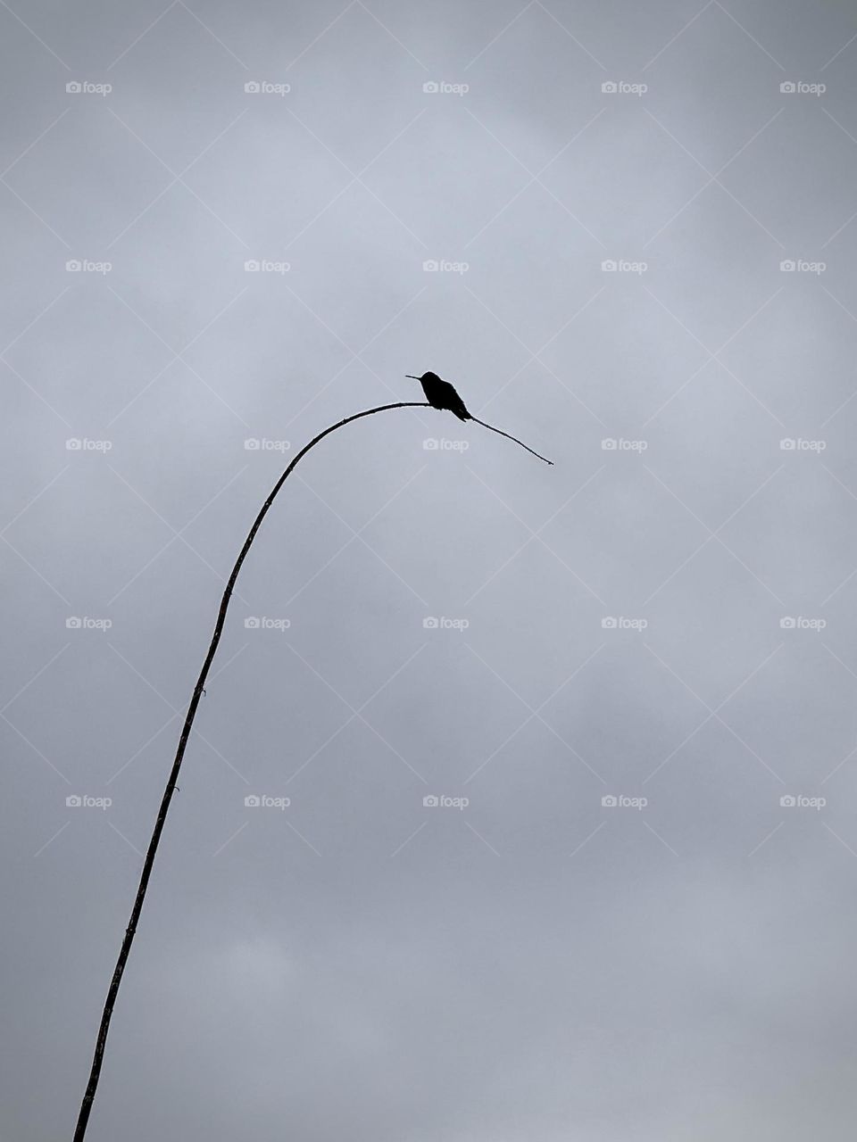 Hummingbird on a Branch