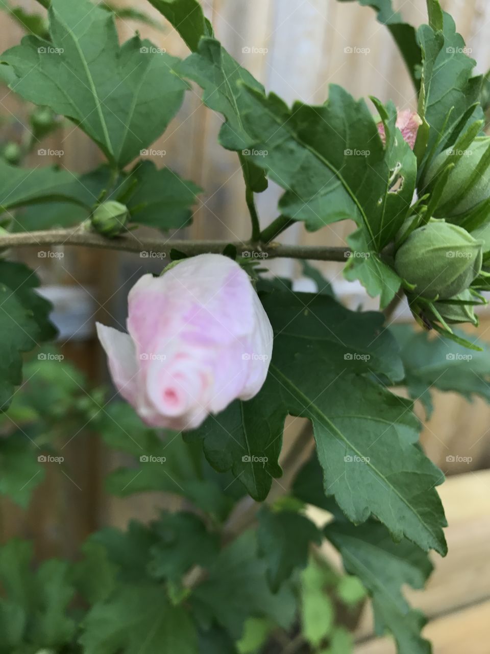 Pink rose of sharon bud 