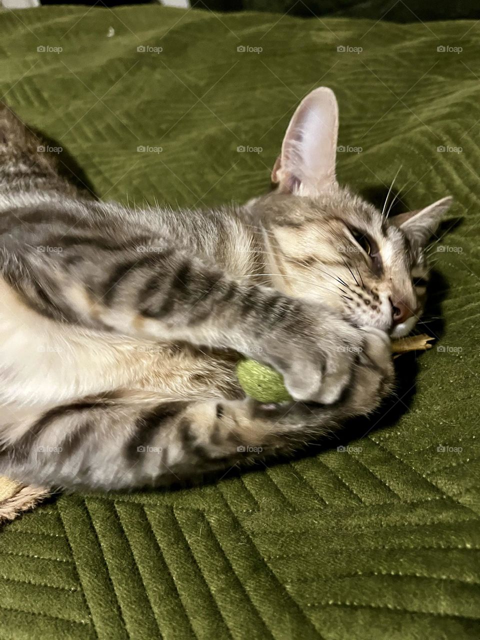 In a cocoon of intimacy, Luna gracefully stretches while playing. Her silky fur captures the light, her eyes reflect mischief. In her enchanting play, she invites us to gentleness and escapism, even on the grayest days