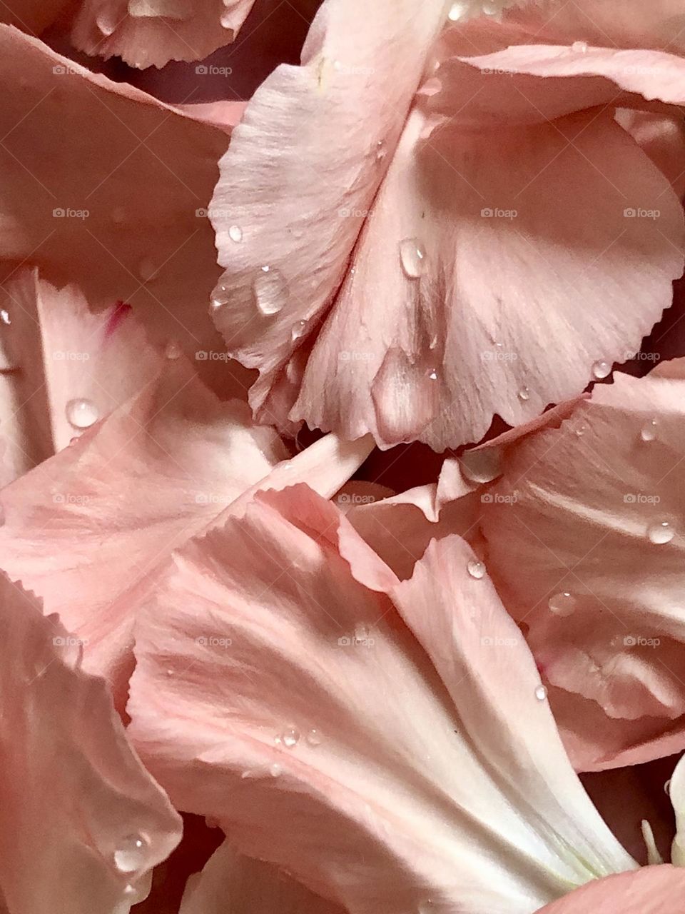 Pink petals with water droplets