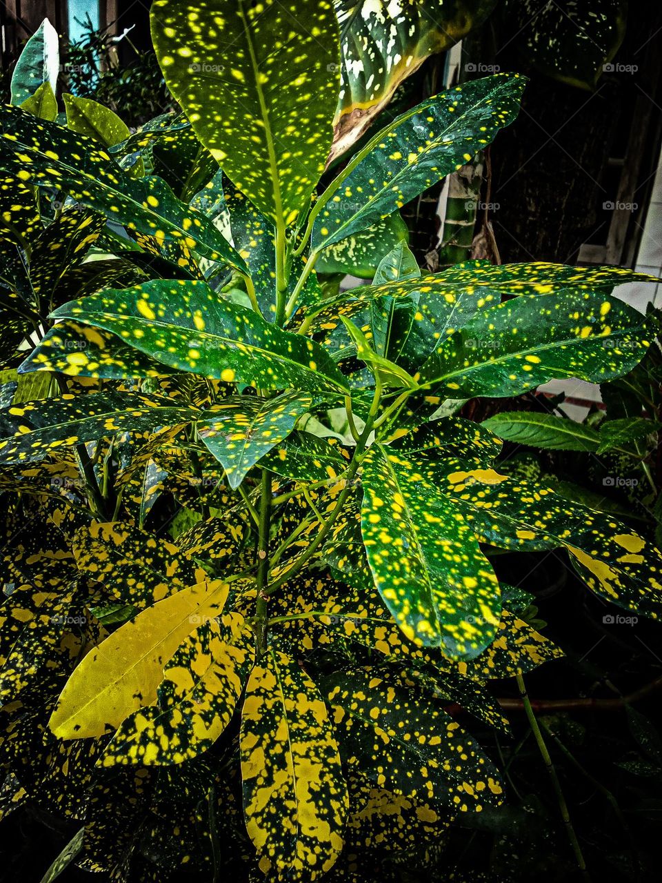 Beautiful green leaf flower in flower garden