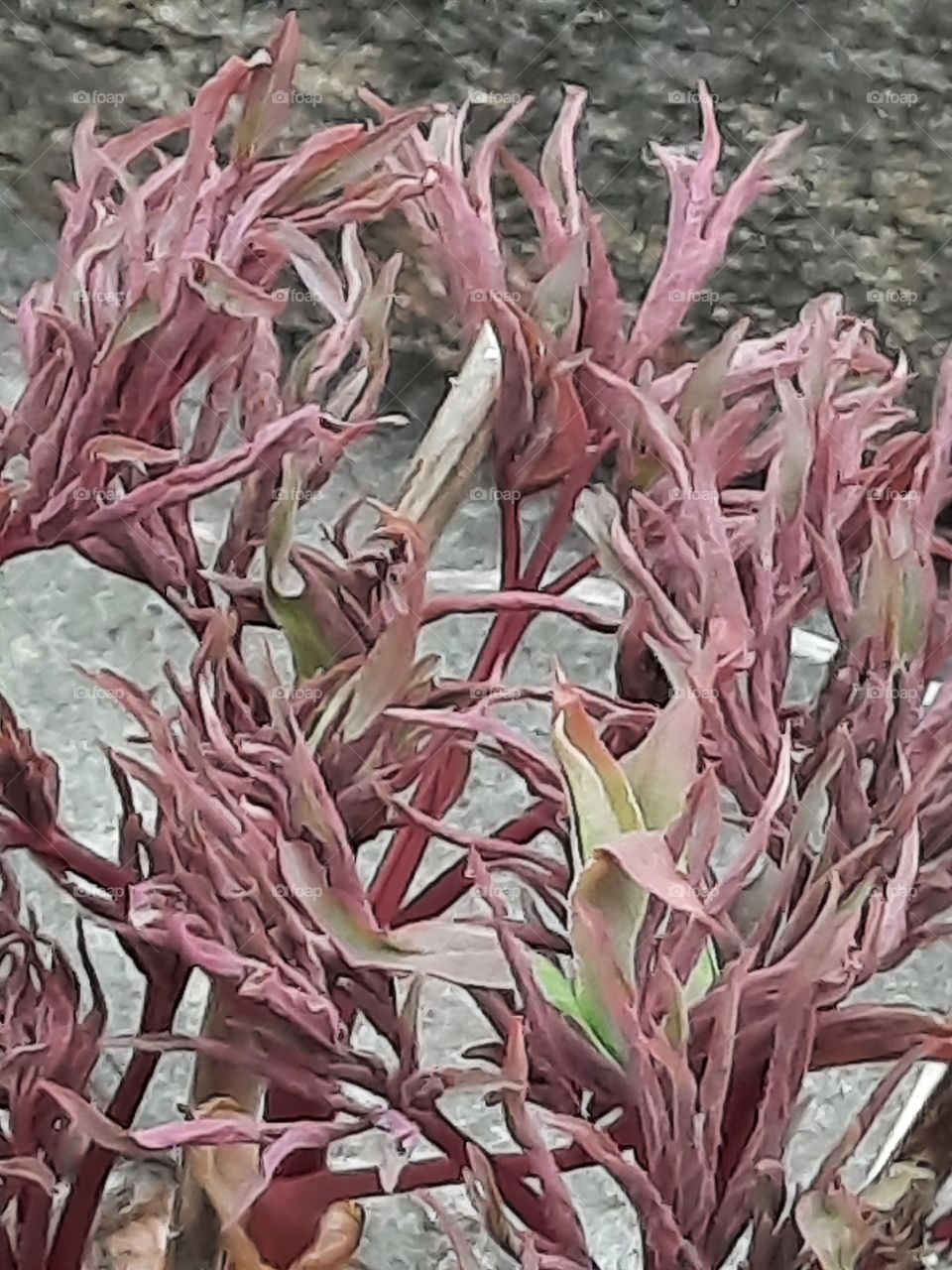 green flower  buds of tree peony among purple leaves