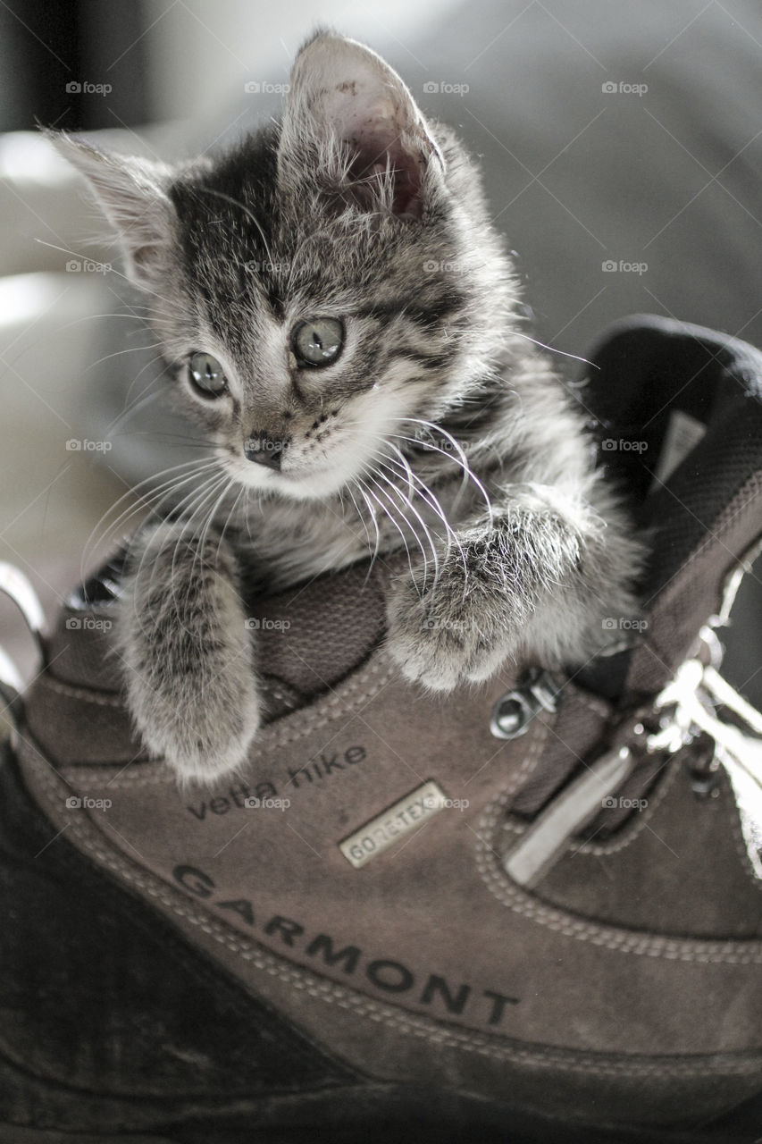 A kitten in a hiking boot
