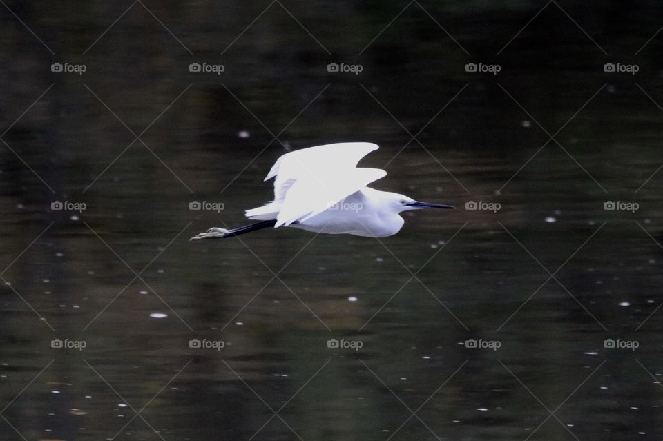 Egret in flight 