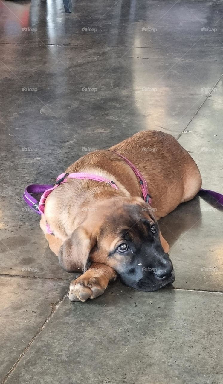 a little pup relaxing on the cool cement floor.