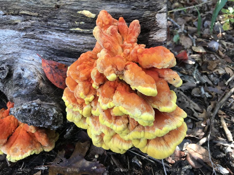 Colorful mushroom 