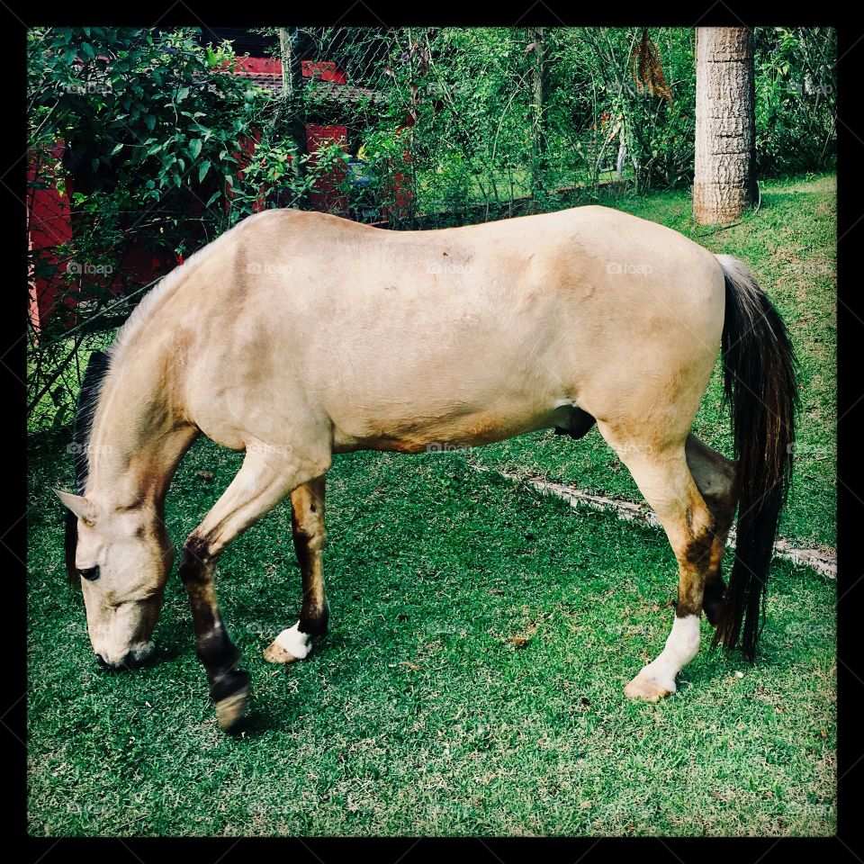 Ôpa! Olha aí o #Caramelo. 
Meu cunhado @alex.fmelo diz que monta nele. Não sei não...
🐎 
#natureza
#paisagem
#fotografia