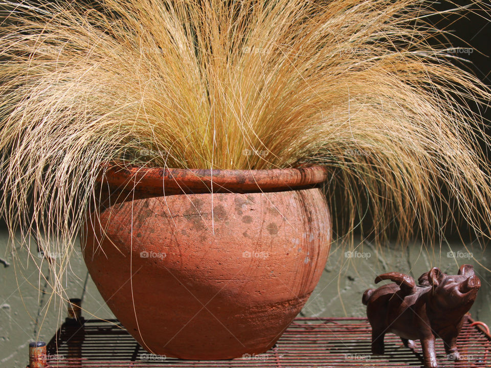 My beautiful blond Mexican grass hardening on the deck before being planted in my garden. The plant is being kept company by my bronze flying pig statue. 