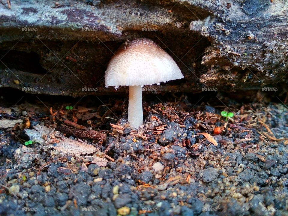 Small fungus