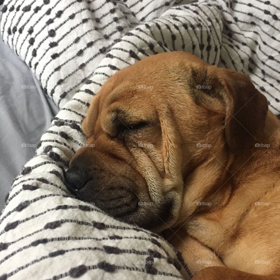 A sleepy wrinkly puppy dog 