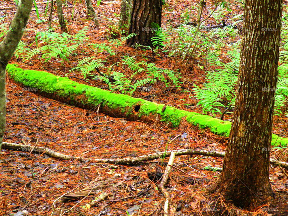 Mossy Log