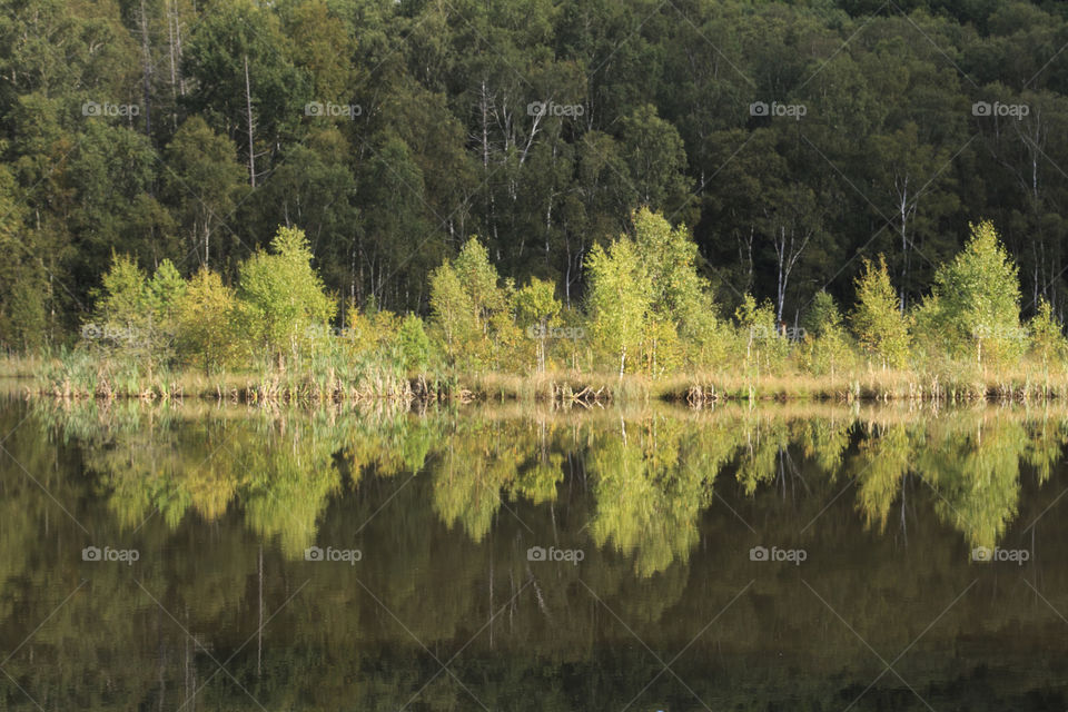 Forest reflections in lake