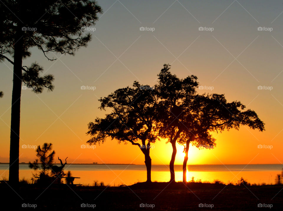 Silhouette of tree on lakeshore