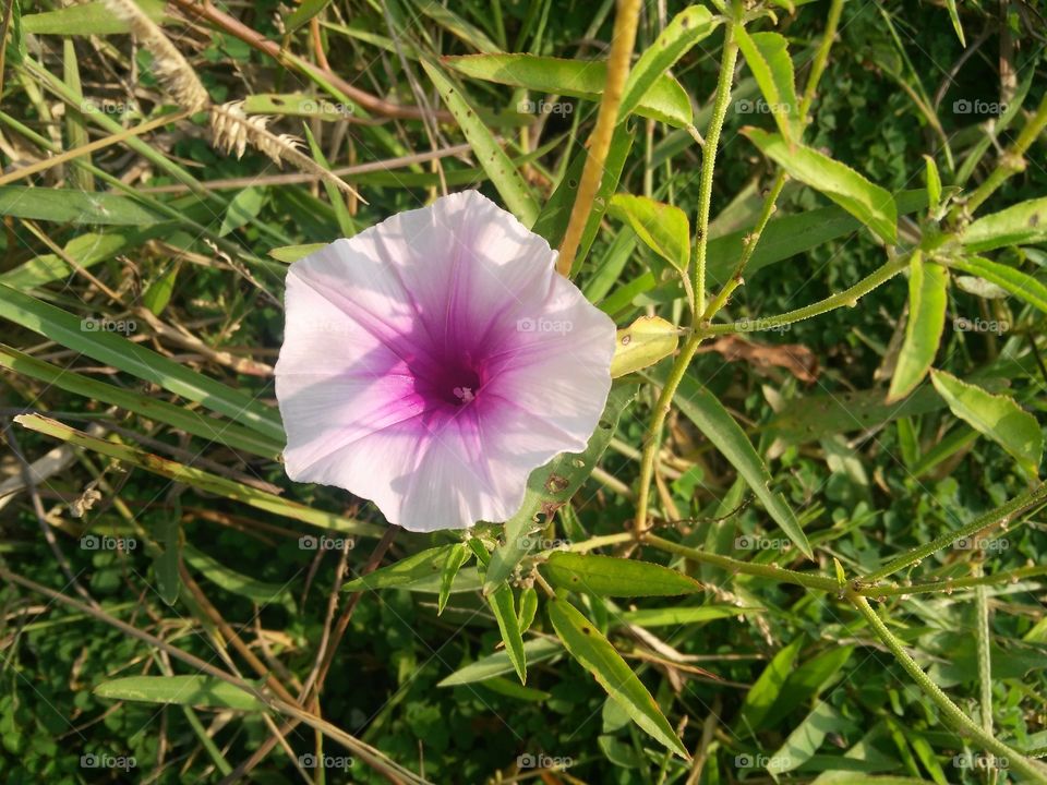 a beautiful flowers plant in the field.