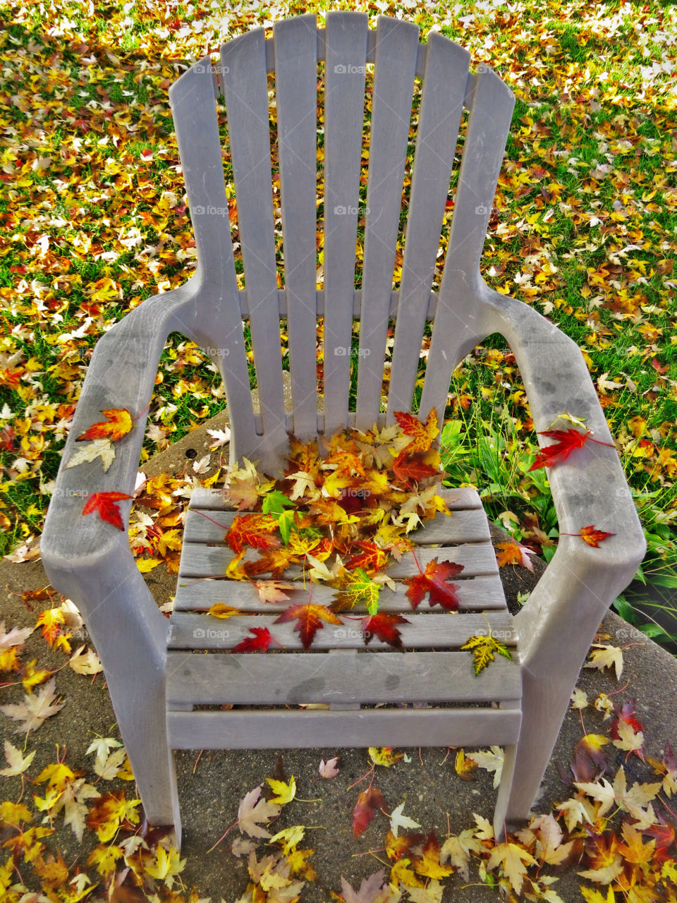 Fall has hit our yard