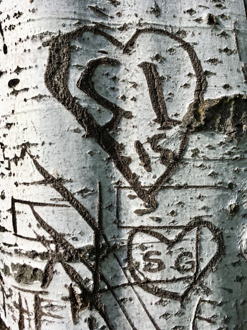 Trunk of a silver poplar deeply engraved by inscriptions