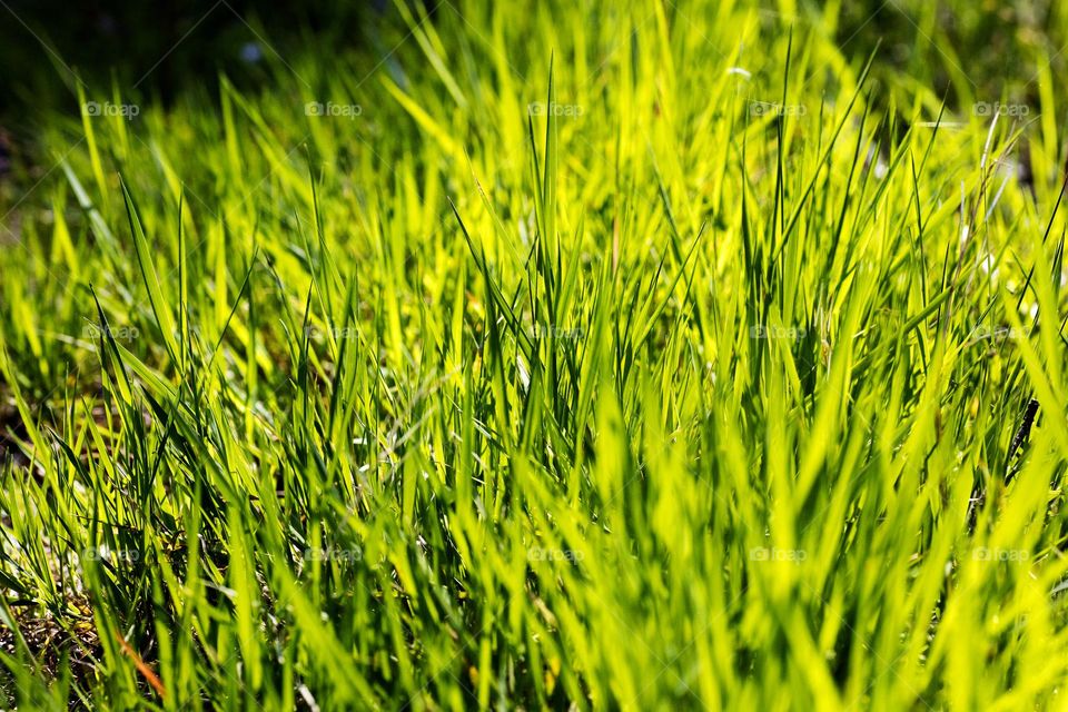 Grass leaves macro look summer mood positive vibes wonderful time hustling daydreaming naturalism green power