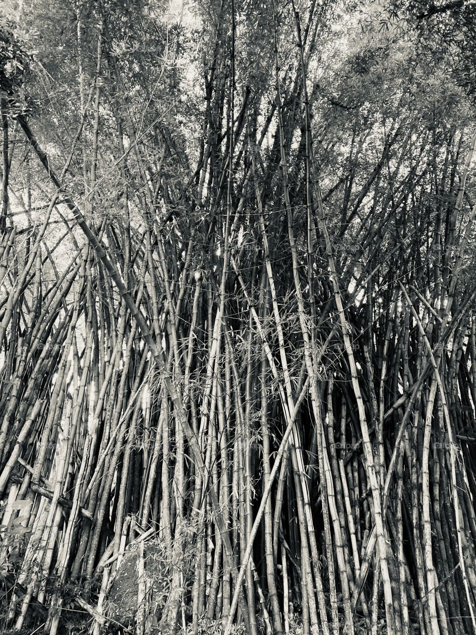 A bamboo grove totally huddled and “disheveled”.  What does it look like?  Photography does abstract things ... / Um bambuzal totalmente amontoado e “despenteado”. O que lhe parece? A fotografia faz coisas abstratas...