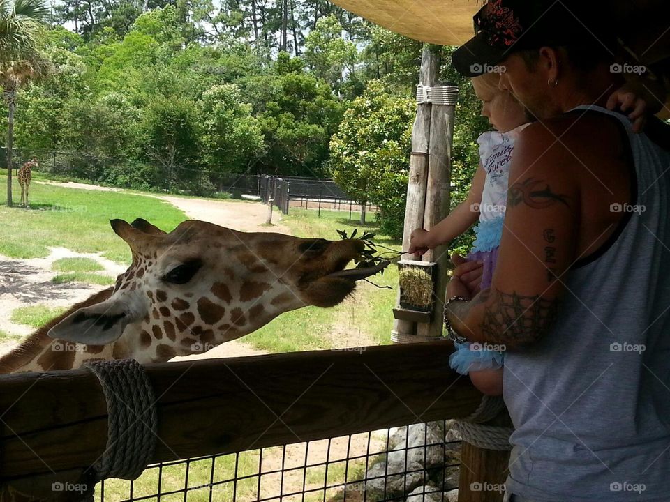 giraffe eating beautiful