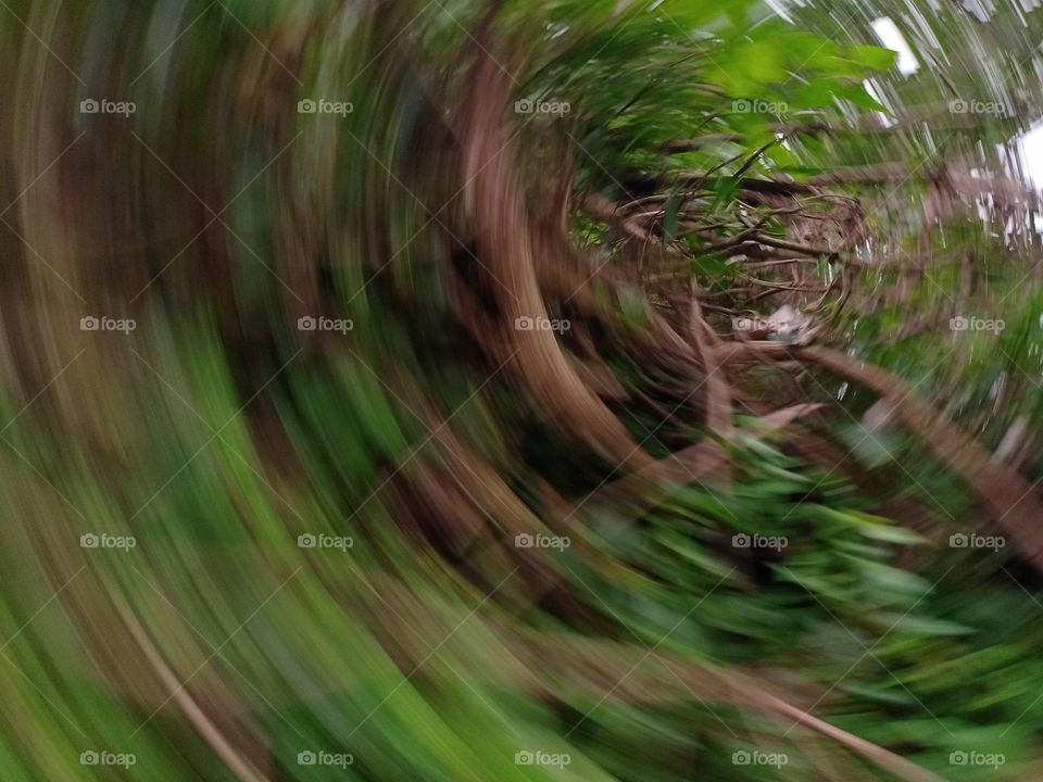 Beautiful view of the nature wood and green plant round Pettern different types of photo dizziness image it's like a tunnel in the forest