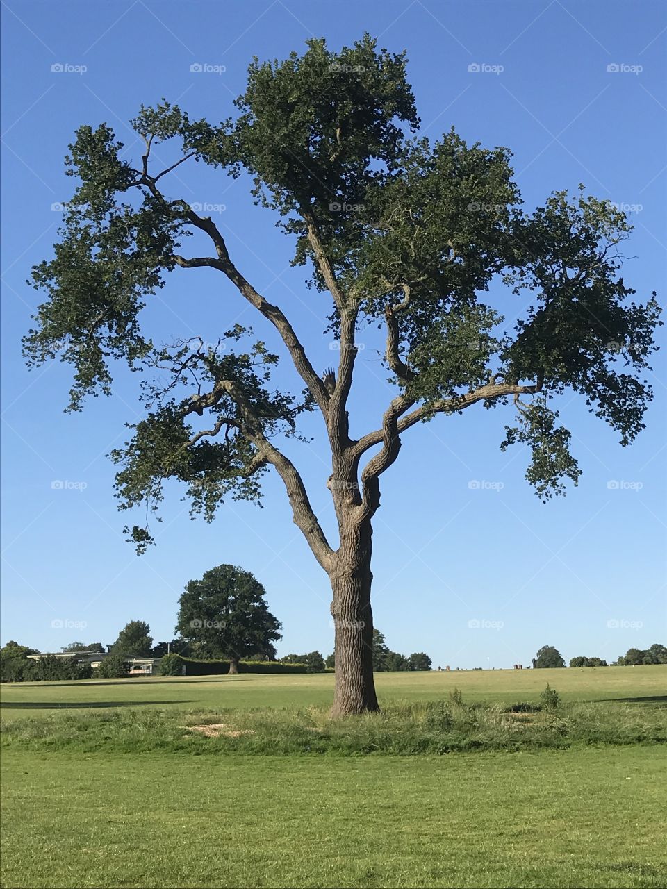Tree beauty