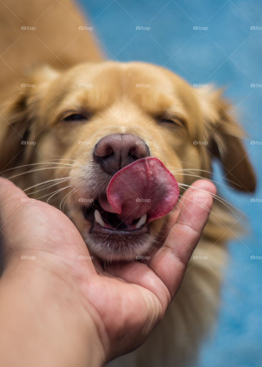 Cute Dog, showing love to his human new friend