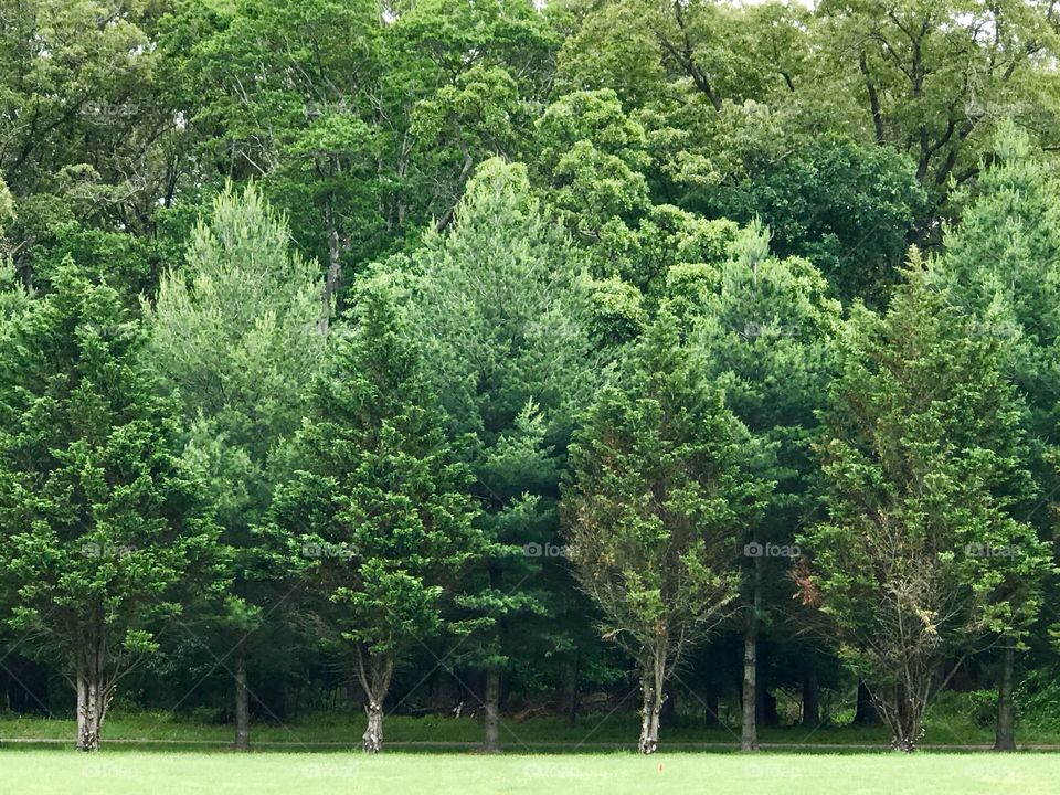 Lush green Tree line 