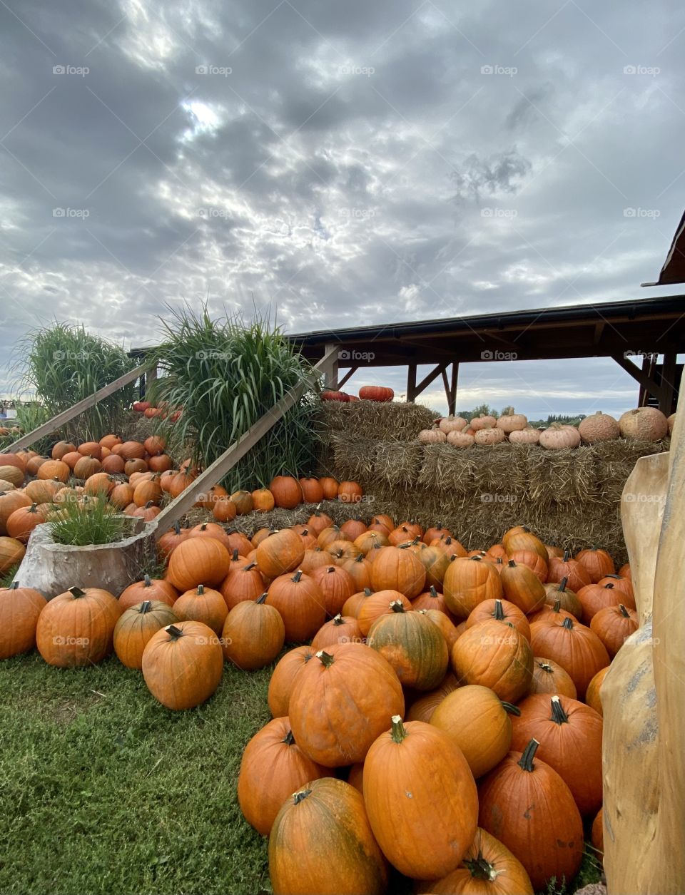 Pumpkin farm