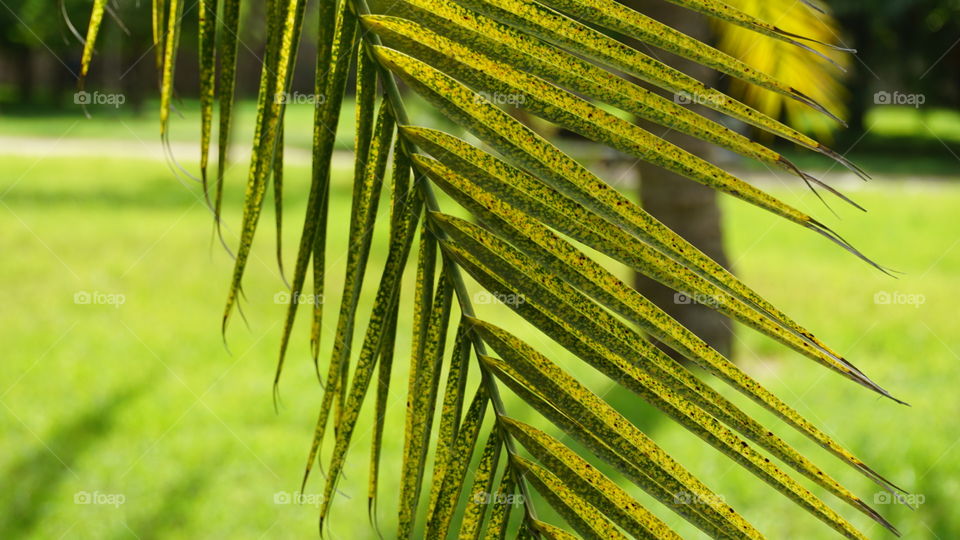 Leaves#trees#green#macro#nature#vegetation