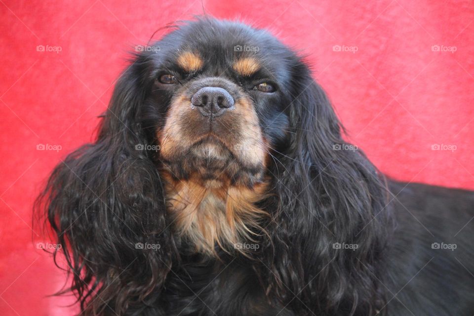 Cavalier King Charles