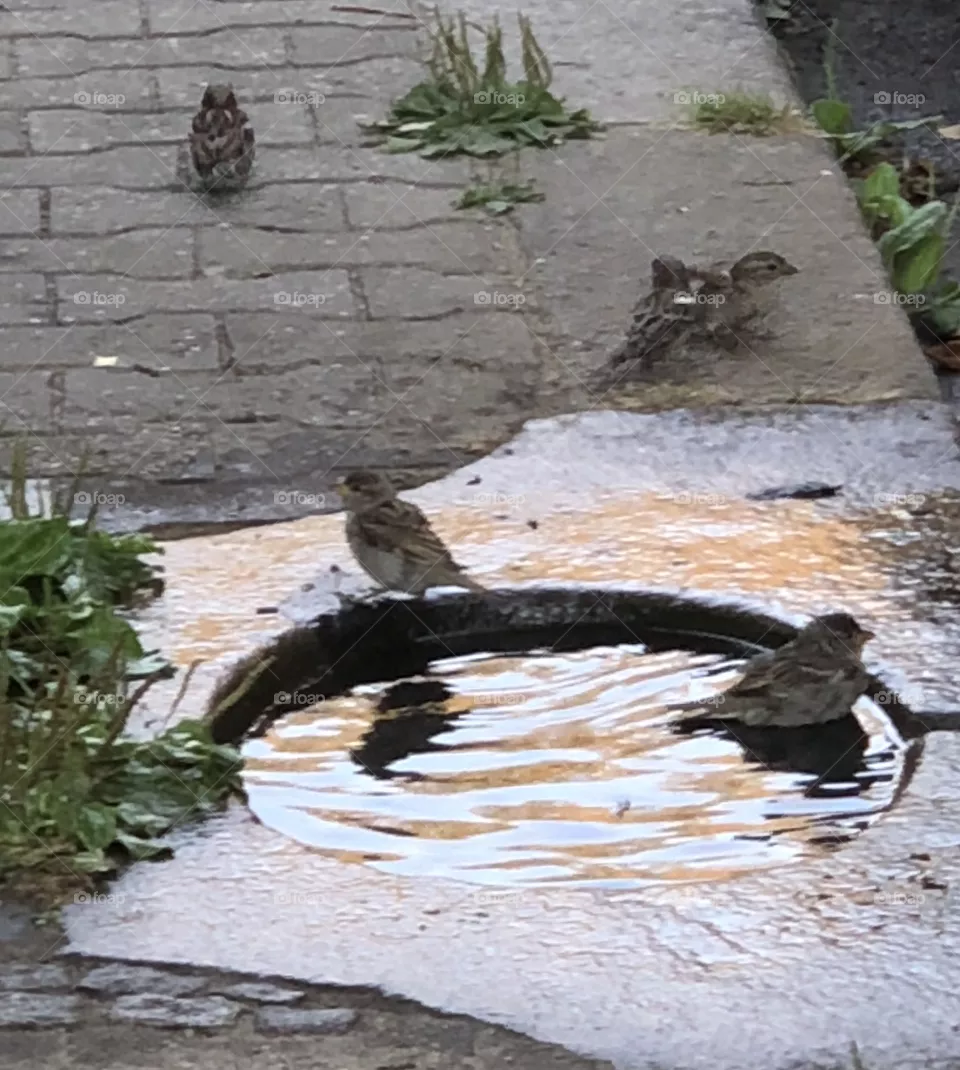 Birds