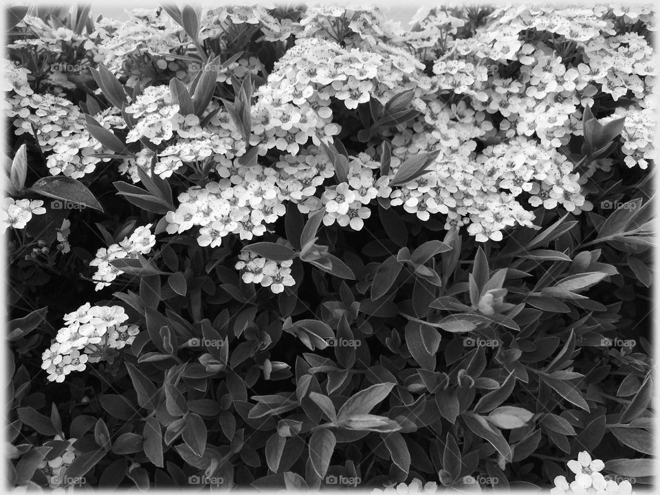 Tiny flowers in dense compact small bush