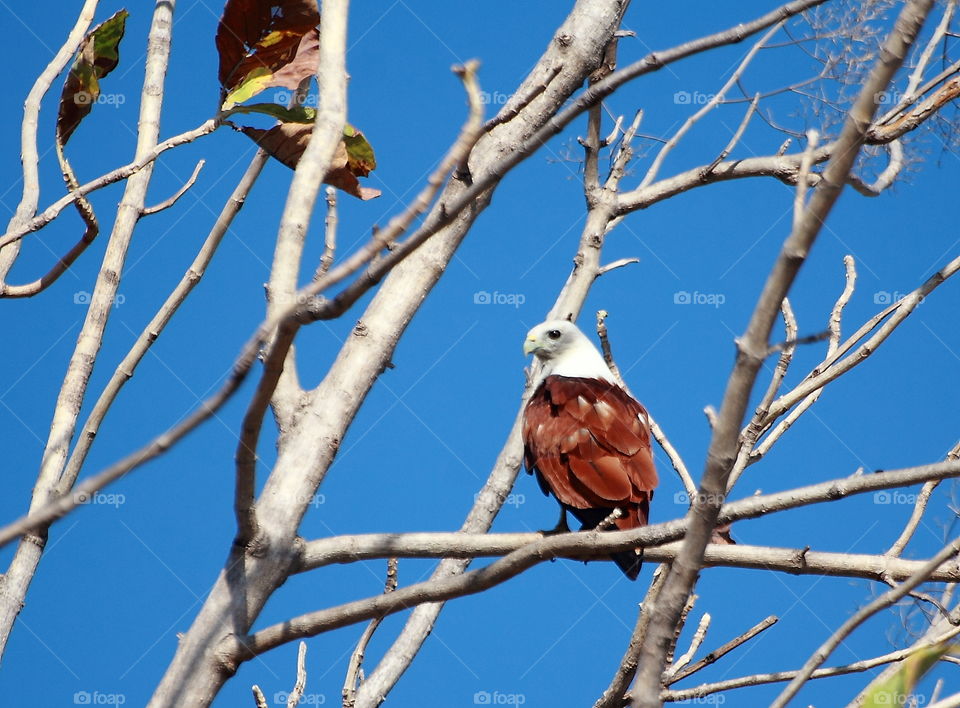 Brahminy kite. Soliter adult of eagle bird at the dryng wood for surounding of lake. The bird's patrol well, soaring above up the lake. Fishes of water, anything model herpe at the field be its feeding. The branches of wood be the feeding site of.