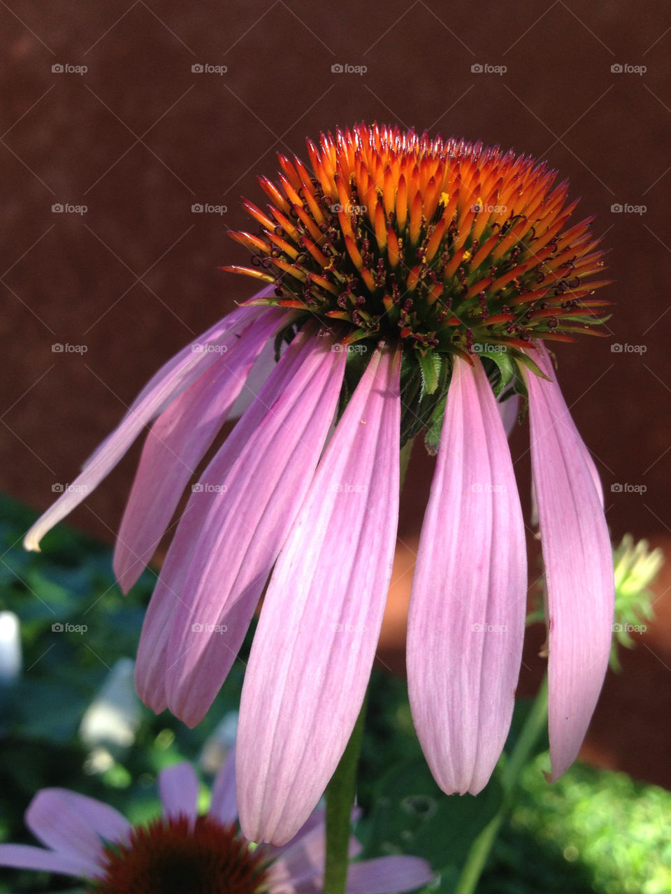 light flower background purple by miowan