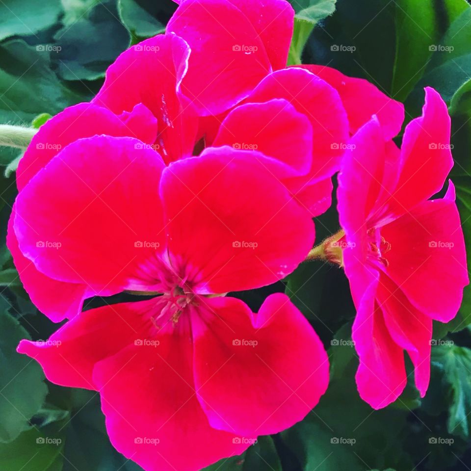 Vibrant magenta geraniums. ‘Tis the season! 
