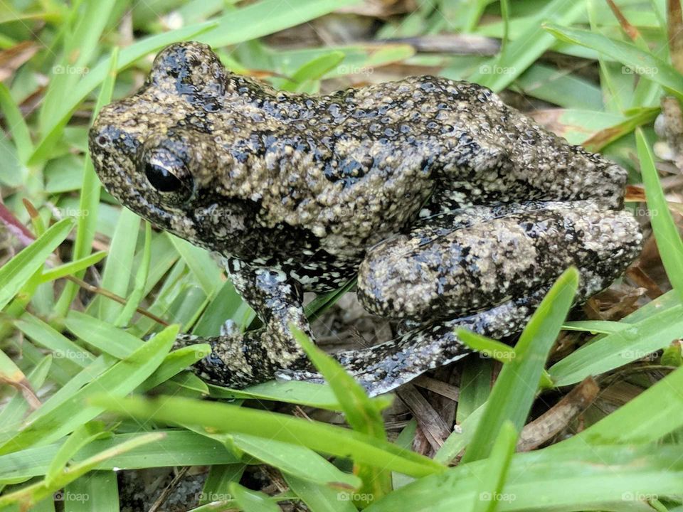 Pine Woods Frog