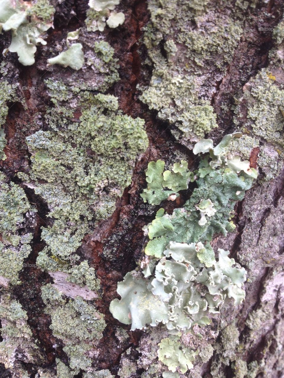 Tree Bark