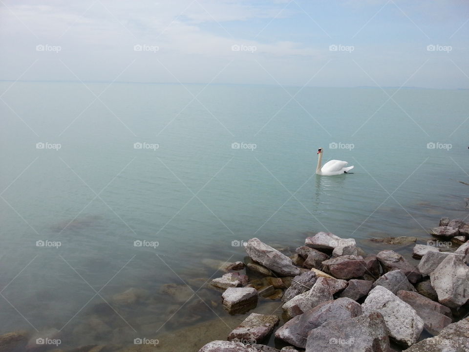 Swan on Balaton lake