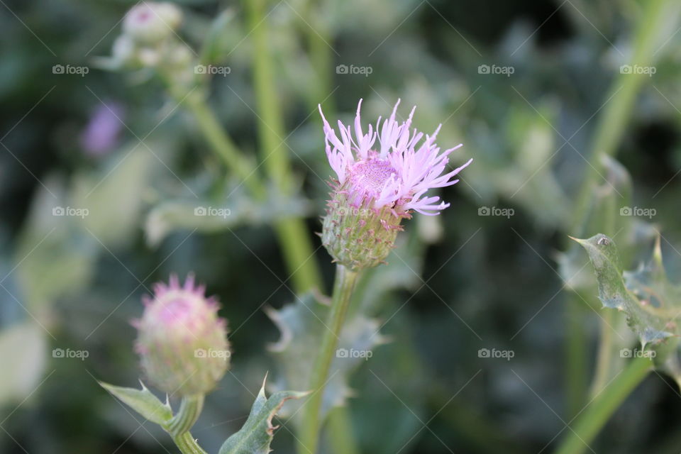 welcome spring season...