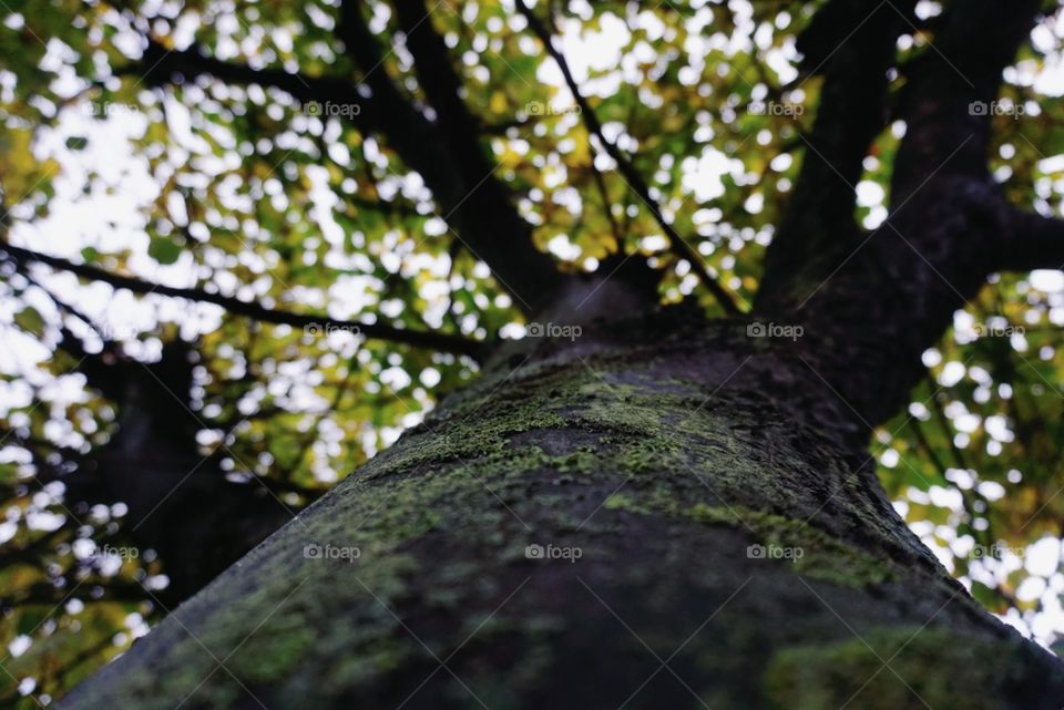 Tree#bark#vertical#perspective#leaves#green#nature